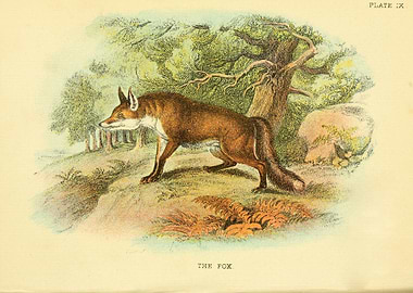 THE FOX