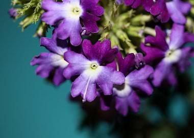 Verbena flower blossoming