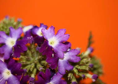 Verbena blossom close up