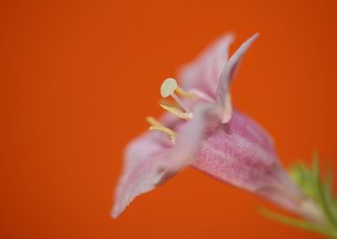 Weigela flower blossoming