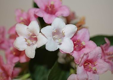 Weigela flower blossoming