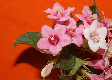 Weigela flower blossoming