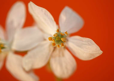 Choisya flower blossoming