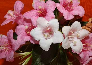 Weigela flower blossoming