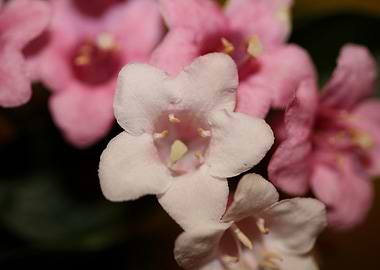Weigela flower close up