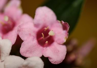 Weigela flower blossoming
