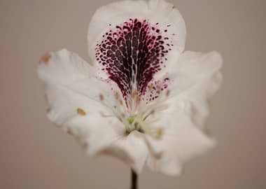 Rhododendron maximum macro
