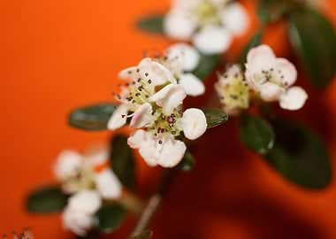 White cotoneaster flower