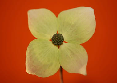 White cornus flower macro