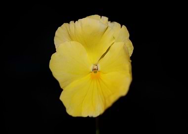 Yellow viola flower macro