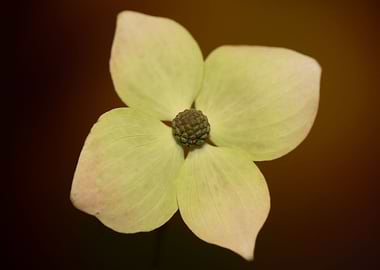 Cornus flower blossoming