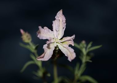 Lavandula flower close up