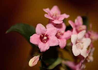 Weigela flower blossoming