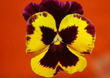 Colorful viola flowering