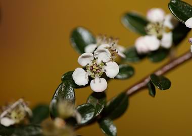 Cotoneaster flower macro