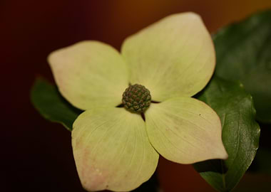 Cornus flowering close up