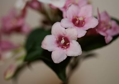 Weigela florida flowering