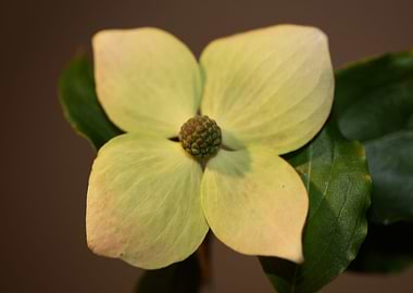 Cornus flowering close up
