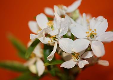 White choisya flower macro