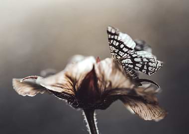 Butterfly on the flower