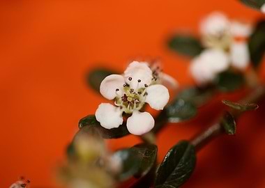 Cotoneaster flower macro