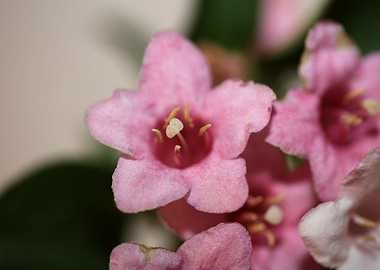 Weigela flower close up