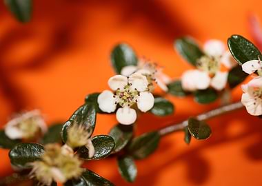 White cotoneaster flower