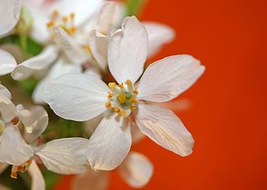 Choisya flower blossoming
