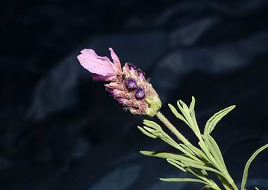 Lavandula flower close up