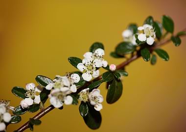 White cotoneaster flower