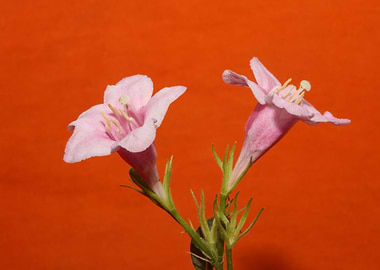 Weigela flower blossoming