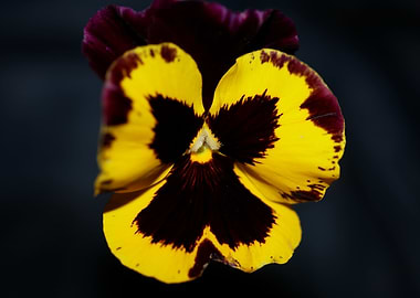 Colorful viola flowering