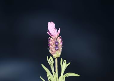 Lavandula flower close up