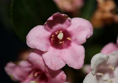 Weigela florida flowering