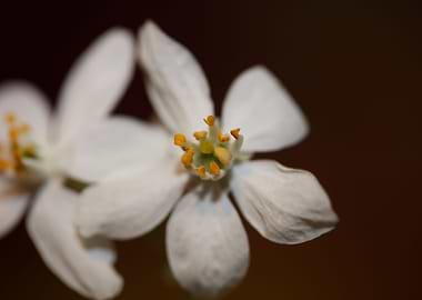 White choisya flower macro