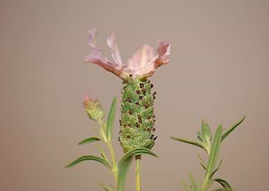 Lavandula flowering macro