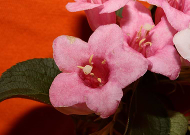 Weigela flower blossoming