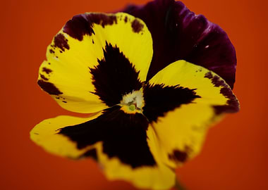 Colorful viola flowering
