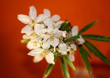 Choisya flower blossoming