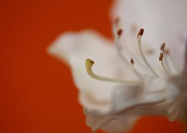 Rhododendron white flower