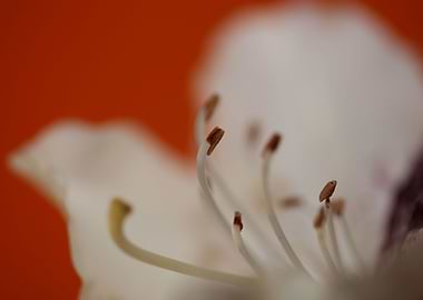 Rhododendron white flower
