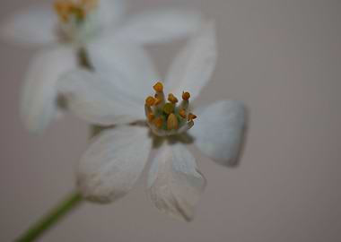 White choisya flower macro