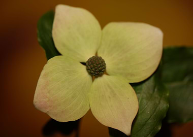White cornus flower macro