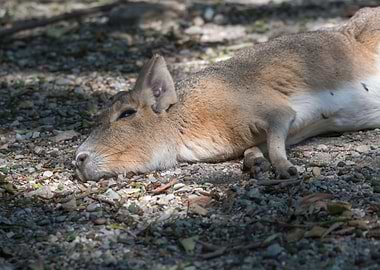dolichotis patagonum