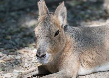 dolichotis patagonum