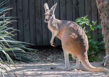 red kangaroo in the farm