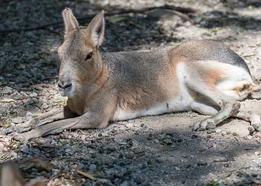 dolichotis patagonum