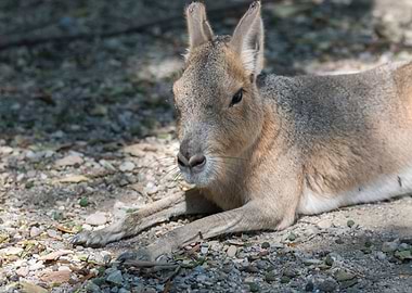 dolichotis patagonum
