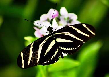 zebra butterfly