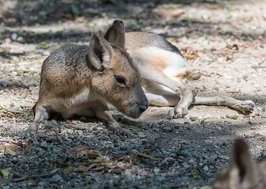 dolichotis patagonum
